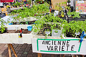 Sale of heirloom and heirloom tomato plants at the Place des Jacobins flower and plant market, Le Mans, Sarthe, France