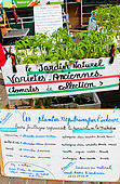 Sale of heirloom and heirloom tomato plants at the Place des Jacobins flower and plant market, Le Mans, Sarthe, France