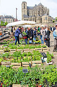 Flower and plant market, Place des jacobins, Saint-Julien cathedral in the distance, voted most beautiful cathedral in France, Le Mans, Sarthe, France