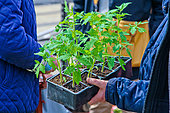 Person holding a tray of tomato plants at the Place des Jacobins flower and plant market, Le Mans, Sarthe, France