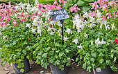Columbine in flower pot, Flower and Plant Market Place des Jacobins, Le Mans, Sarthe, France