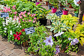 Columbines in pots and clematis in bloom, Flower and Plant Market, Place des Jacobins, Le Mans, Sarthe, France