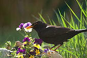Blackbird (Turdus merula) male in the garden among the pansies, France