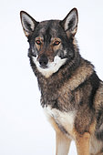 Portrait of a czechoslovakian woldog in the snow