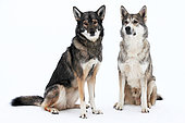Czechoslovakian wolf dogs sitting in the snow