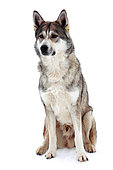Czechoslovakian wolf dog sitting in the snow