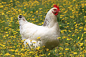 Domestic hen walking in a field of yellow flowers