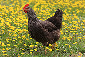 Domestic hen walking in a field of yellow flowers