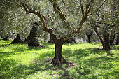 Olive grove in spring, Vaucluse, France