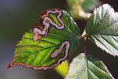 Trace left by the Pygmy Moth (Stigmella aurella) on a leaf, France