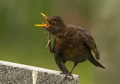 Blackbird (Turdus merula) scractching his neck, England