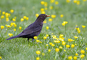 Blackbird (Turdus merula) looking for food amongst flower, England