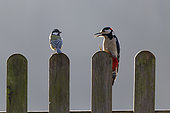 Great spotted woodpecker (Dendrocopos major) and Great tit (Parus major) perched on a fence, England