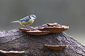 Blue tit (Cyanistes caeruleus) perched on a log covered with mushroom, England