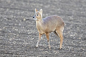 Chinese water deer (Hydropotes inermis) walking, England