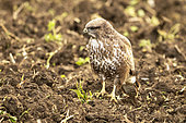 Common Buzzard (Buteo buteo) perched in a plowed field, England