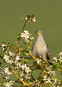 Cuckoo (Cuculus canorus) perched amongst flowers, England