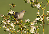 Cuckoo (Cuculus canorus) perched amongst flowers, England