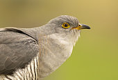 Cuckoo (Cuculus canorus) perched on a post and calling, England
