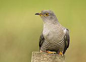 Cuckoo. Cuckoo (Cuculus canorus) perched on a post, England