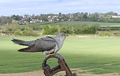 Cuckoo (Cuculus canorus) perched on a steel post in the British countryside, England