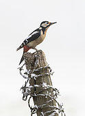 Great spotted woodpecker (Dendrocopos major) perched on a barbed wire covered post, England