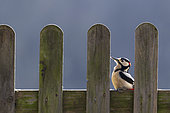 Great spotted woodpecker (Dendrocopos major) perched on a fence, England