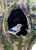 Jay (Garrulus glandarius) perched in a hollow tree, England
