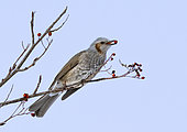 Brown-eared bulbul (Hypsipetes amaurotis) eating a berrie, Hokkaido, Japan