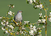Cuckoo (Cuculus canorus) perched amongst flowers, England