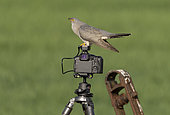 Cuckoo (Cuculus canorus) perched on a camera, England