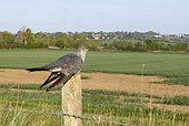 Cuckoo. Cuckoo (Cuculus canorus) perched on a fence post