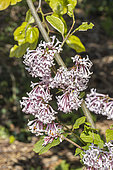 Lilac, Syringa josiflexa 'Bellicent', flowers