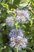 Lacy Phacelia, Phacelia tanacetifolia, flowers