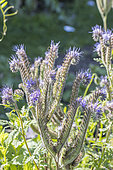 Lacy Phacelia, Phacelia tanacetifolia, flowers