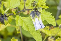Apple of Peru, Nicandra physalodes, flower