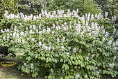 Bottlebrush Buckeye, Aesculus parviflora, in bloom