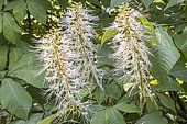 Bottlebrush Buckeye, Aesculus parviflora, flowers