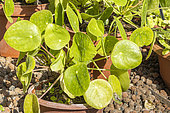Chinese money plant, Pilea peperomioides, leaves