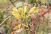 Bird of Paradise Schrub, Caesalpinia gilliesii, flowers