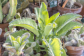 Kalanchoe, Mother of thousands, potted