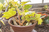 Begonia ricinifolia 'Immense', in pot