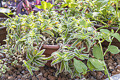 Pussy ears, Cyanotis somaliensis, en pot