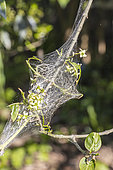 Spindle ermine (Yponomeuta cagnagella) parasitizing a Spindle Tree (Euonymus europaeus)