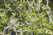 Spindle ermine (Yponomeuta cagnagella) parasitizing a Spindle Tree (Euonymus europaeus)