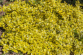 Winter creeper, Euonymus fortunei 'Sunshine'