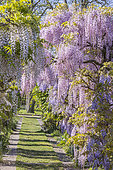 Allée aux Glycines, Wisteria floribunda 'Rosea', Wisteria venusta, Ecole du breuil, Paris, France