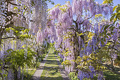Allée aux Glycines, Wisteria floribunda 'Rosea', Wisteria venusta, Ecole du breuil, Paris, France