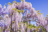 Pink Japanese Wisteria, Wisteria floribunda 'Rosea', in bloom