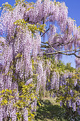 Pink Japanese Wisteria, Wisteria floribunda 'Rosea', in bloom